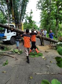 Pohon Tumbang, BPBD Turun Tangan